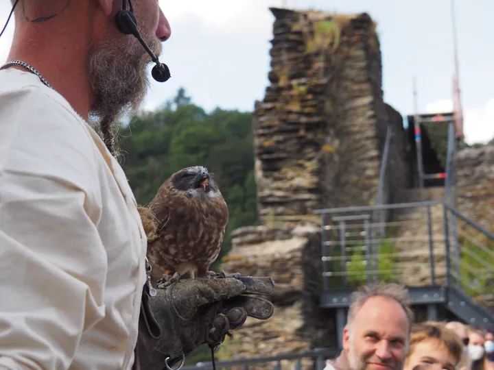 Roofvogelshow in Château de La Roche-en-Ardenne (België)